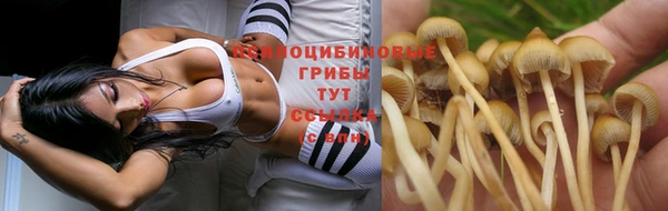 прущие грибы Гусев